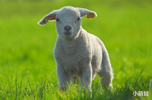 今天晚上澳門三肖兔羊蛇,迅速設計解答方案_領航版68.596