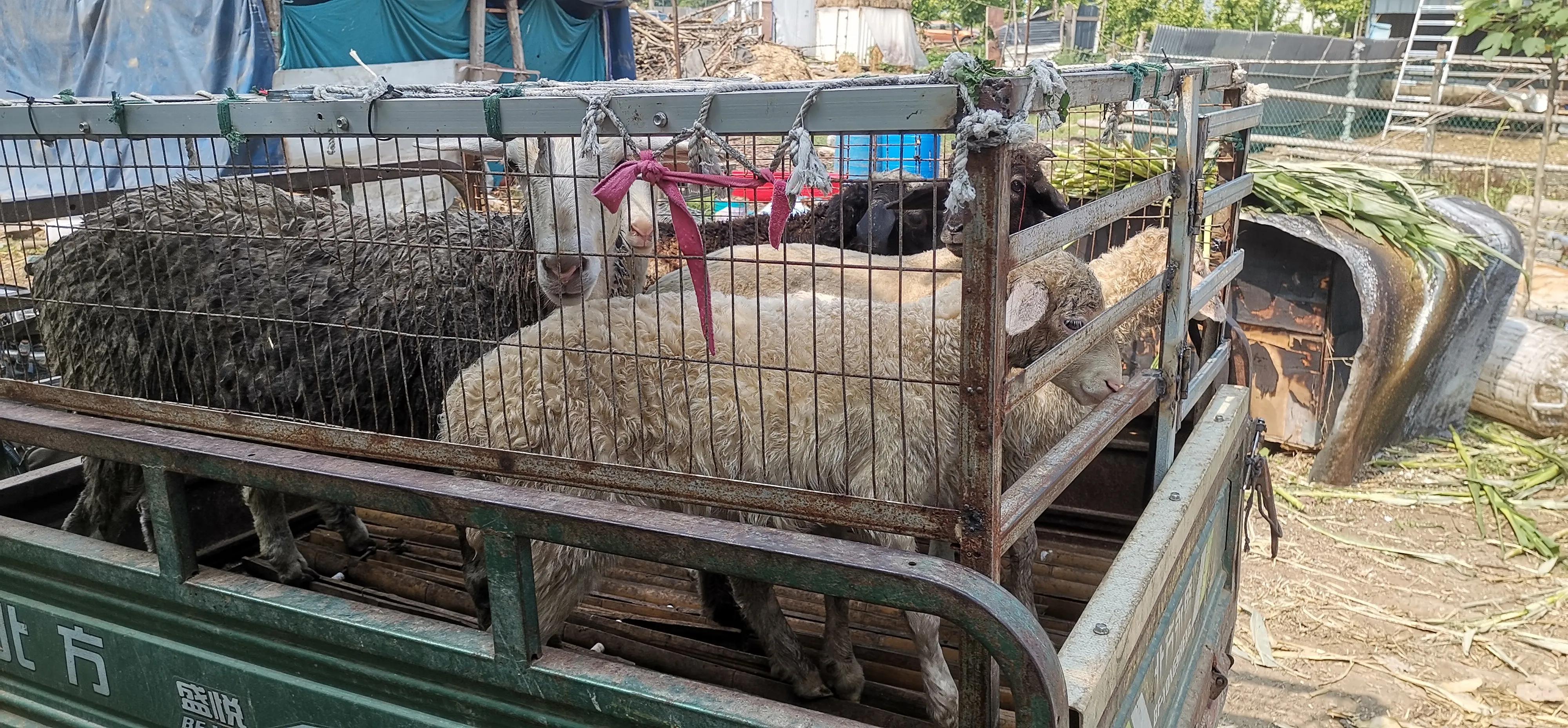 最新活羊價(jià)格走勢(shì)分析