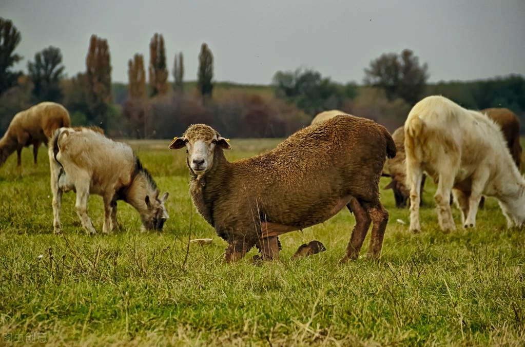 最新活羊價(jià)格走勢(shì)分析