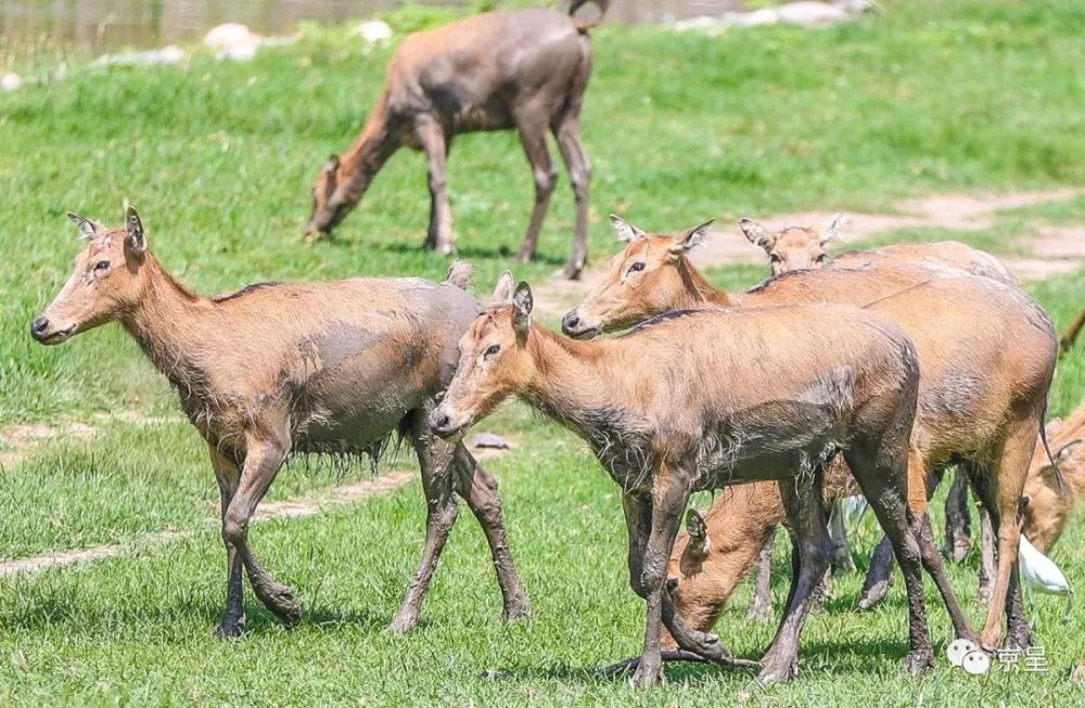 澳門四不像正版四不像網(wǎng),快捷問題方案設計_挑戰(zhàn)款79.311
