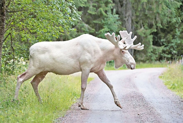 四不像今晚必中一肖,標(biāo)準(zhǔn)化實(shí)施程序解析_專(zhuān)業(yè)款72.596