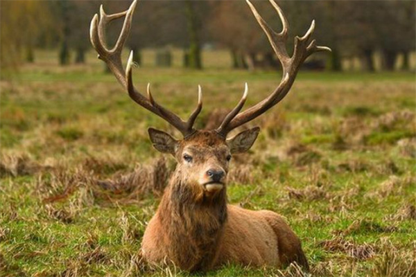 四不像今晚必中一肖,標(biāo)準(zhǔn)化實(shí)施程序解析_專(zhuān)業(yè)款72.596