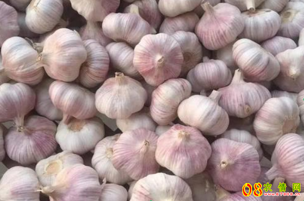 邳州大蒜價格行情最新分析