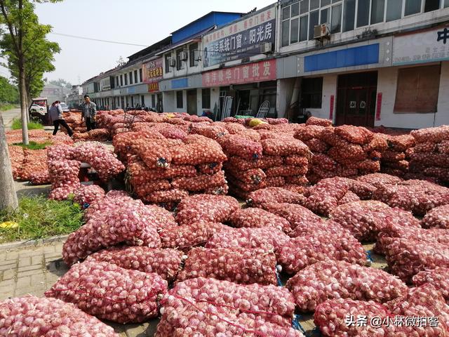 邳州大蒜價格行情最新分析