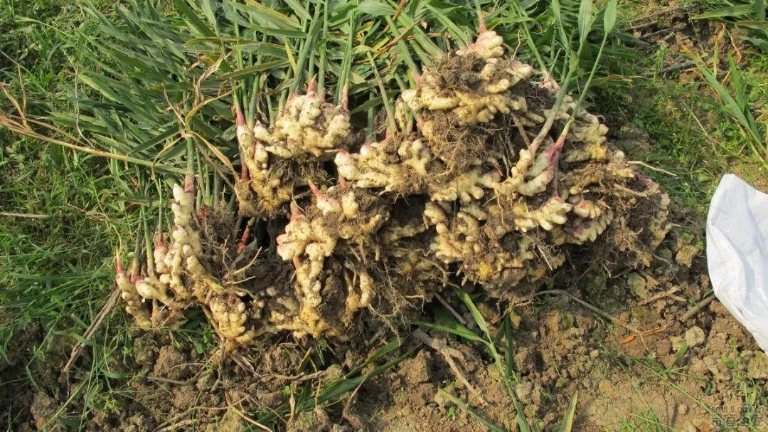 大姜最新價格動態(tài)解析與趨勢預測