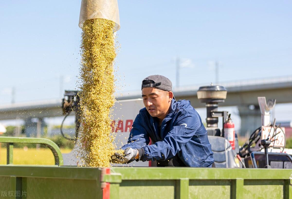 稻谷收購價(jià)格最新行情解析